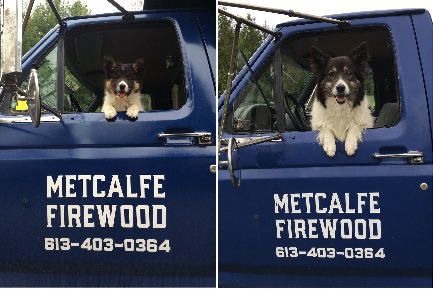 Two pictures of the same dog in the same truck roughly 5 years apart. The truck has a “Metcalfe Firewood” logo on it.